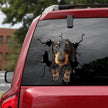 3D Animal Peeking Car Stickers